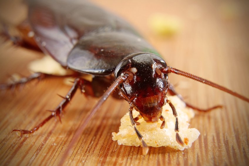 AAction_Pest's tweet photo. How to Get Rid of Cockroaches In Your Apartment https://t.co/wYbkkbwZwF #PestControl https://t.co/nVPQNsIXXS