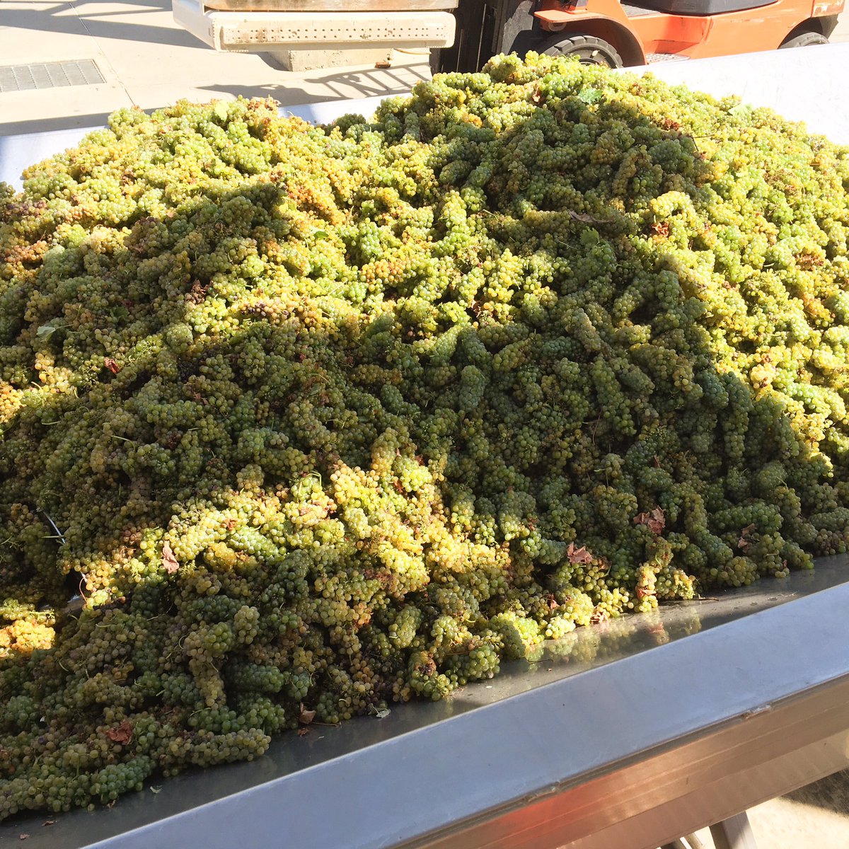 RussellVine1981's tweet image. It's finally here! Started off the season by crushing Viognier. #rabbitridgevintage16 #viognier #pasoroblesharvest
