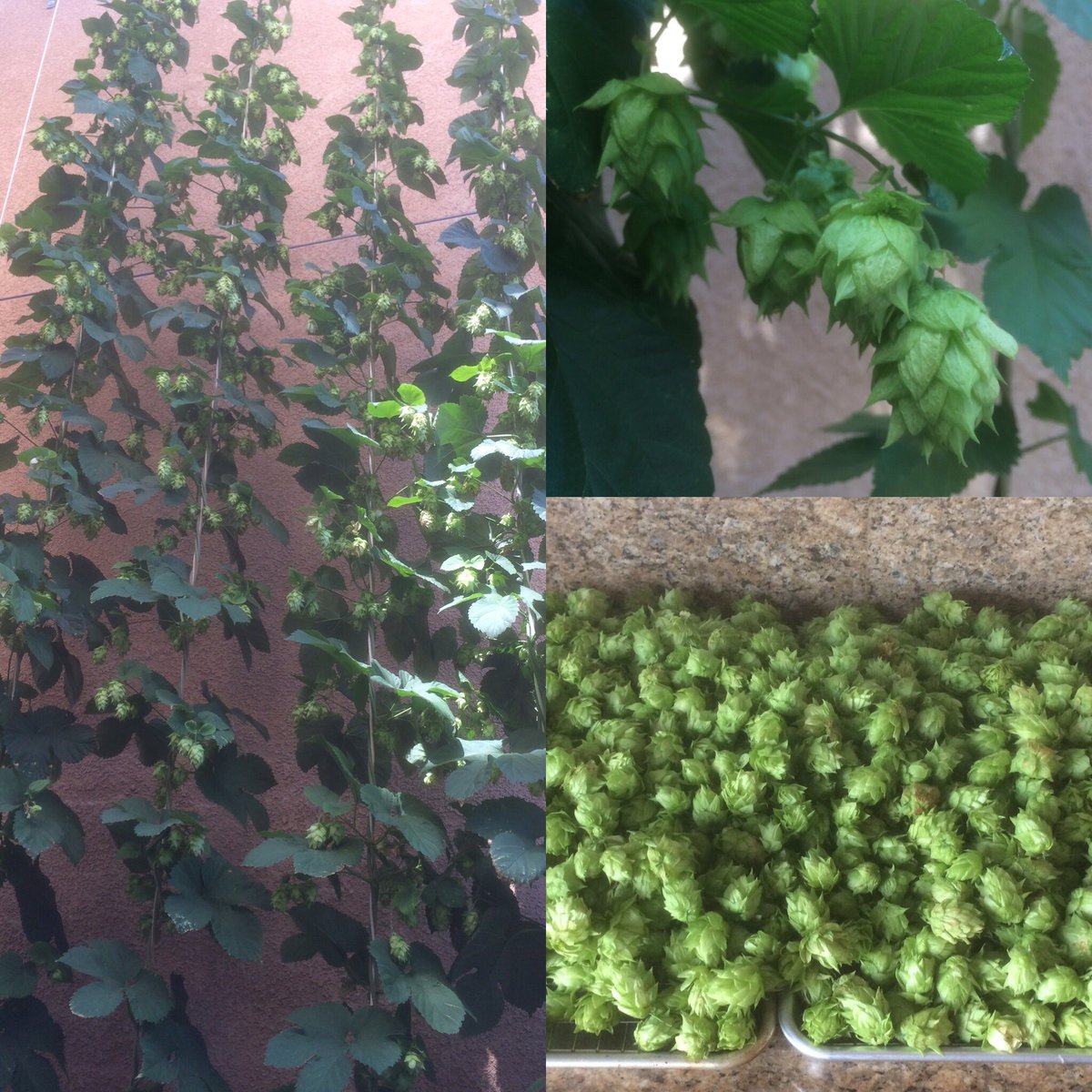 Hop harvest 2016.  Great production this year.