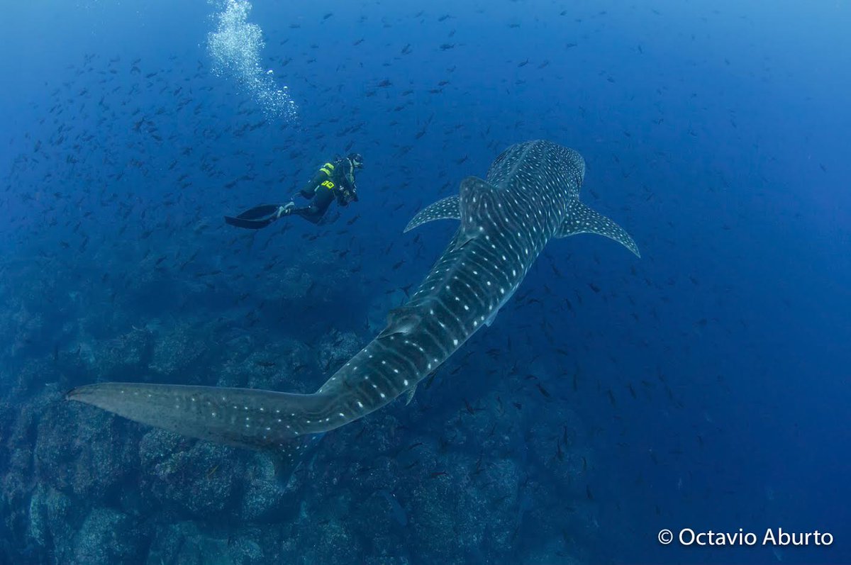 DYK #whalesharks can grow up to 18-32.8 ft in length &amp; weigh 20.6 tons on average? #InternationalWhaleSharkDay