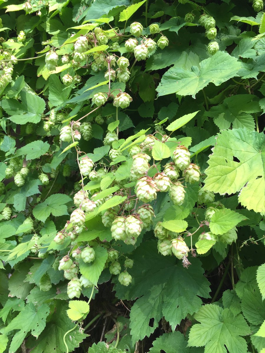 Dow_Bridge's tweet photo. The Dow Bridge #hops are soaking up the sun today. Long may the weather continue! https://t.co/aK87kZ2AcG