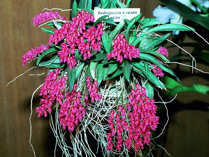 dottywoodson's tweet photo. Fort Worth Orchid Society meets at 7pm at Fort Worth Botanic Garden center Monday, September 12. Guests are welcomed https://t.co/5JOhnS1T2V