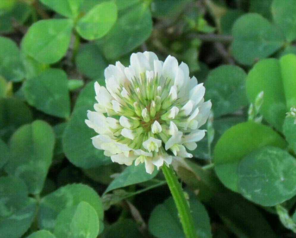 [오늘 탄생화:8월 31일] Clover 토끼가 즐겨먹는다 하여, 3장의 잎이 토끼발자국같다 하여 토끼풀'이라고 합니다. 꽃말'약속' 오늘 생일이신분들 축하드려요~