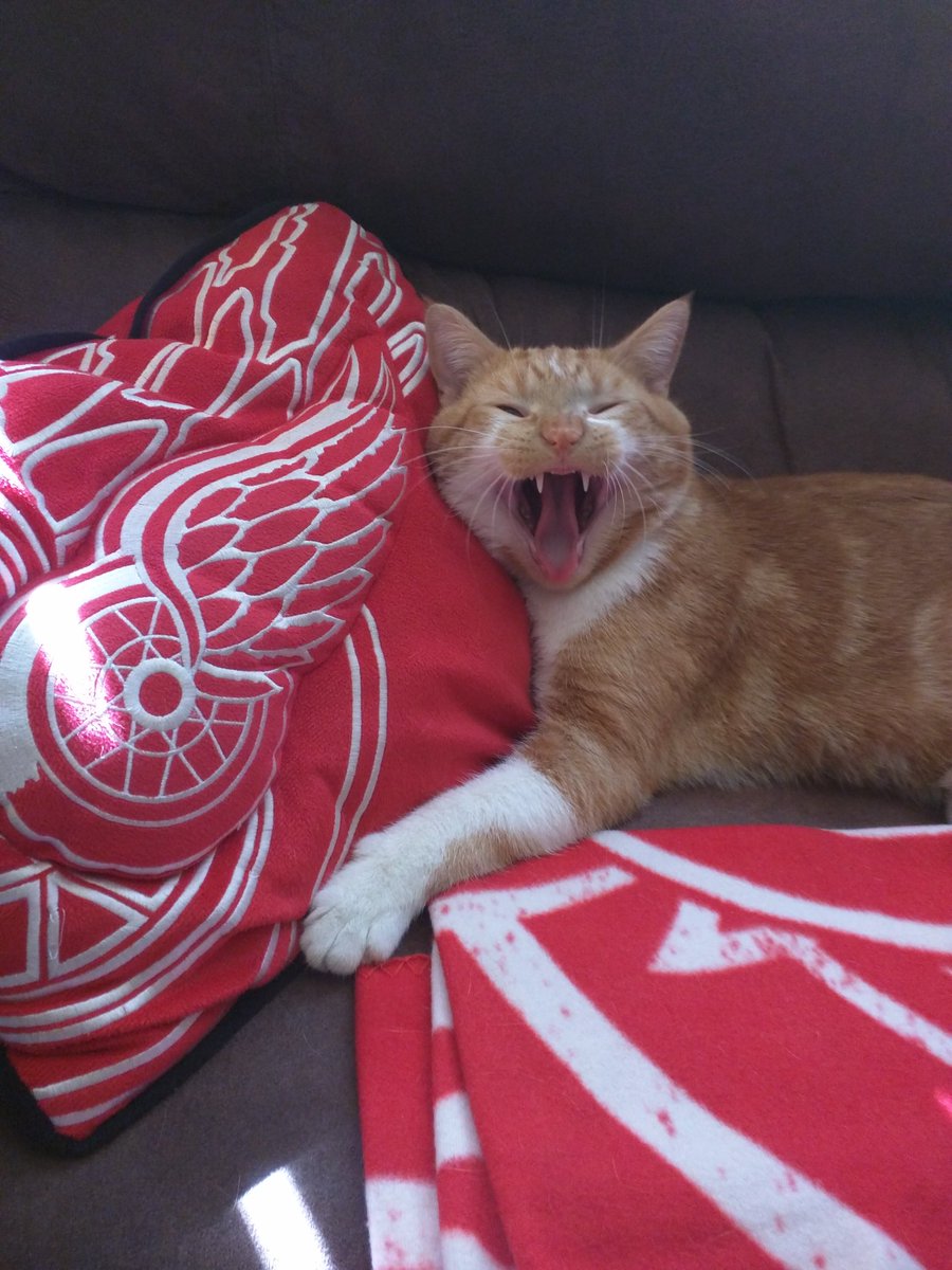 realdannyb2303's tweet photo. #RedWings #IsItOctoberYet #MotorCityKitty "Don't touch muh Red Wings pillow!!" 😹🏒 https://t.co/9oGSdjoFi9