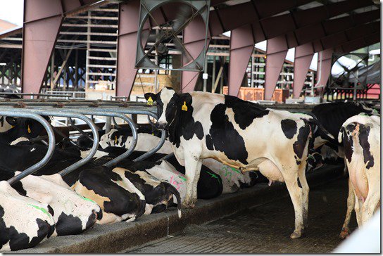 WADairyFarmers's tweet photo. Read about @MomStart and her day on a dairy farm - https://t.co/6DSKGcWWwX #CowsMakeGood #Dairyfarms https://t.co/Z2N4cBy5wD