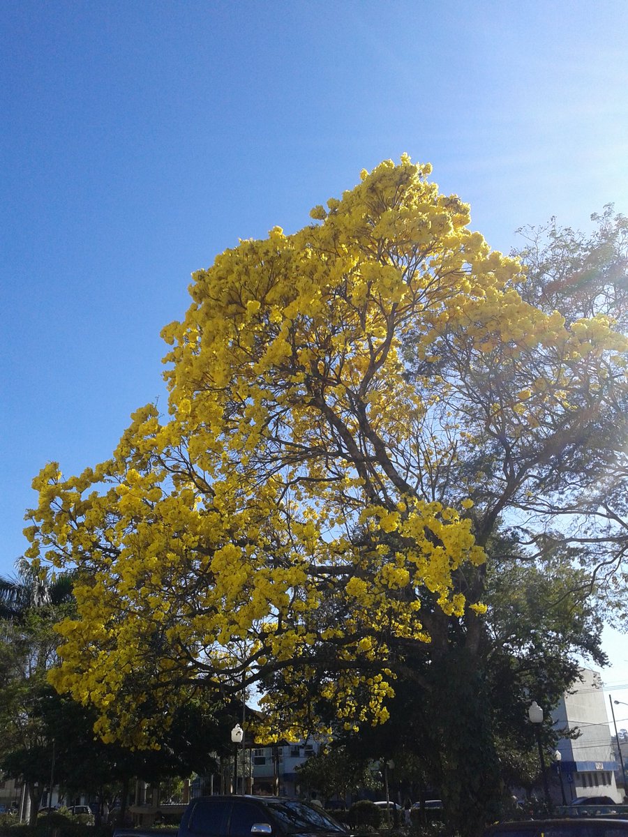 auxiliadorm's tweet image. Senhor!Brisa, segurança, paz da minha pobre alma, só em vós encontro forças para caminhar, obrigado pelo vosso AMOR!