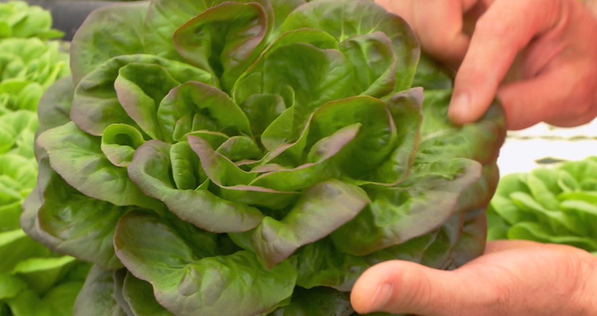 aquilatierratve's tweet photo. ¿Conocíais este cultivo de "lechugas flotantes"? #curiosidades #aquilatierra https://t.co/dY5hJ2i8nI