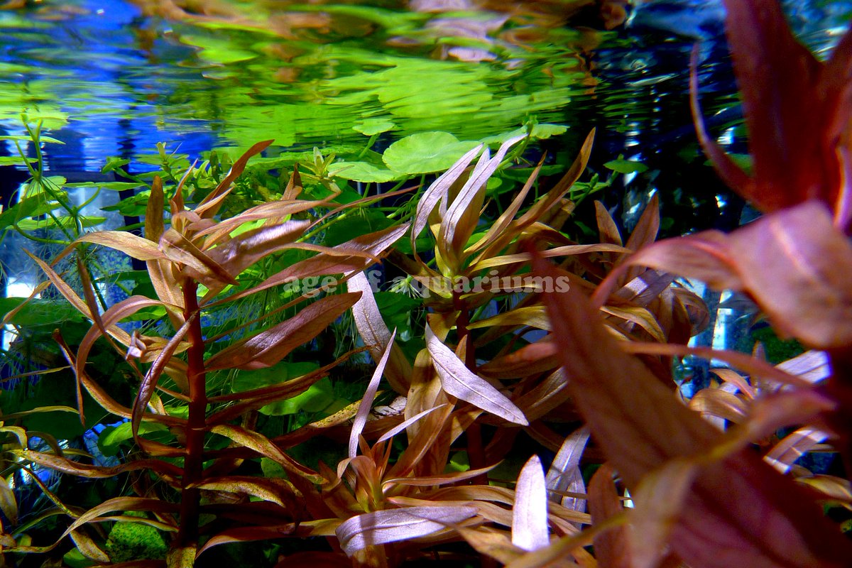 Age Of Aquariums (AgeofAquariums) Twitter