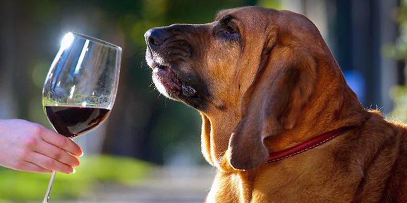 TriaPhilly's tweet photo. Happy hour to benefit the @PSPCA tonight at Tria Fitler Square 🐕 5-8pm. Dog-themed wines and more #dogsoftria https://t.co/IkMs3O6mX0