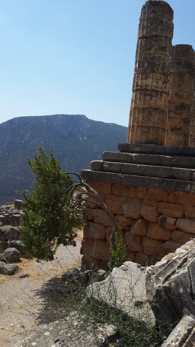 AuroraAlambra's tweet image. A bowed-down tree at the Temple of #Apollo -- divination altar of the #ancient #DelphiOracle.
#Greece
#photooftheday