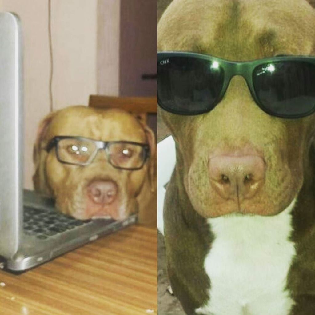 perrosdearg's tweet photo. https://t.co/fyi41Dv3G6 León y su padre Teo, enviado por @estebanselpa!

#perrosdeargentina #vsco #vscocam #dogsta… https://t.co/XcZ1uSNNem