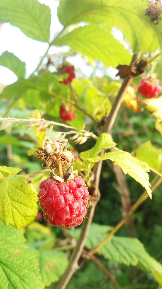 Kingston1028's tweet photo. Raspberries up Philhope https://t.co/0iSMoAMDkE