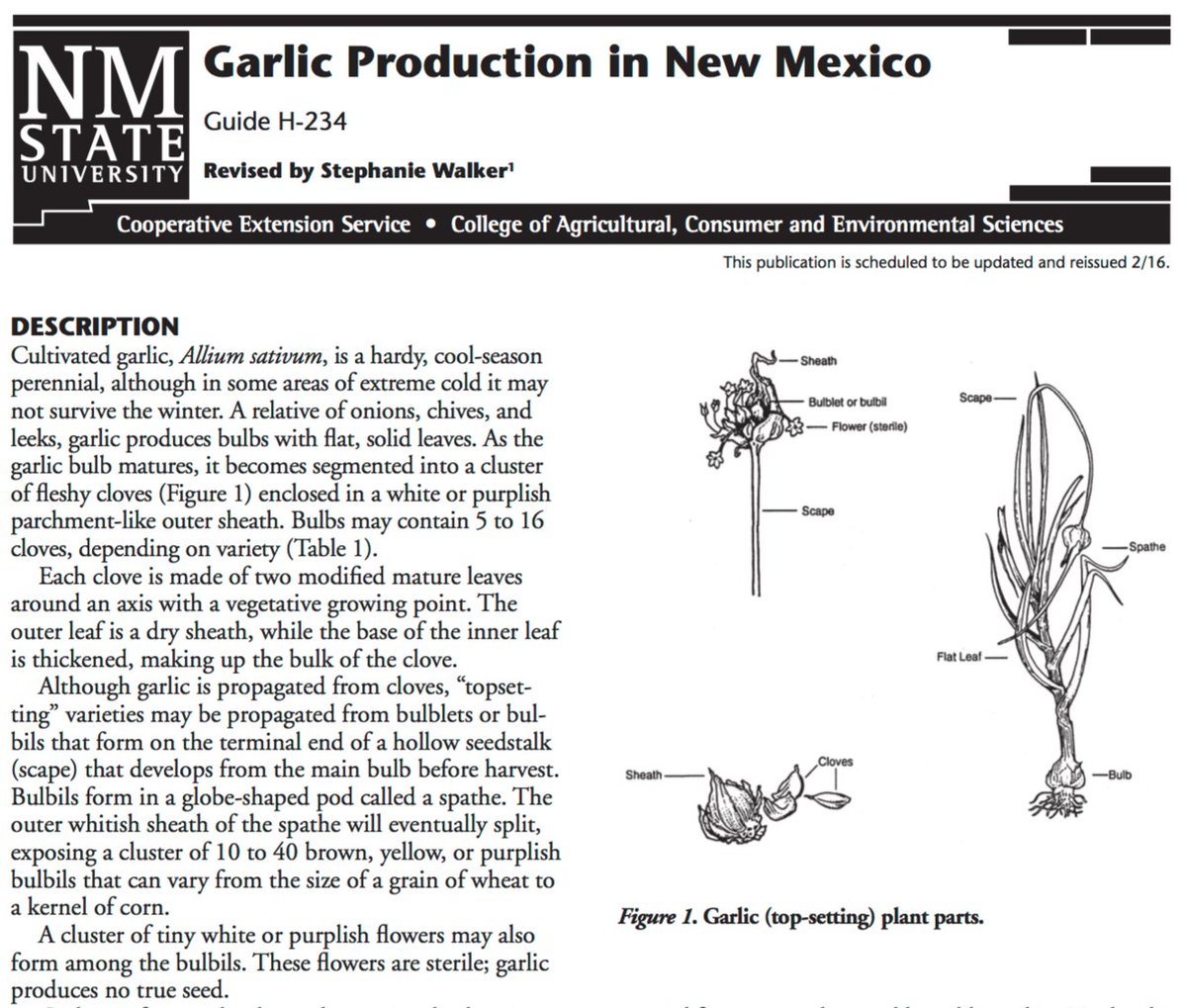NMExtensionPubs's tweet photo. Interested in growing #garlic in your #garden? Check out our guide: https://t.co/hTN91H6ars https://t.co/omBUeuVEjr