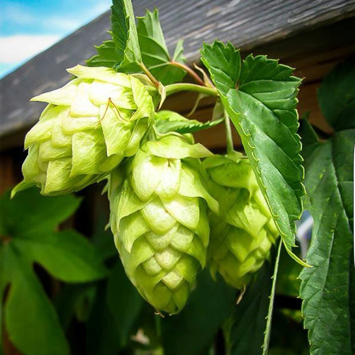 Justribz's tweet photo. Hops, music and slow cooked spare ribs at the Faversham Hop Festival 2016
#justribz #favershamhopfestival https://t.co/0Xv25JzjZz