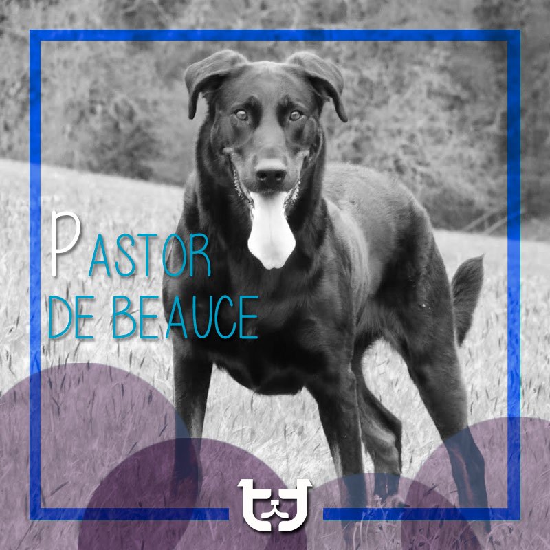petforcefoodmx's tweet photo. #PastorDeBeauce #Perro #Dog #InstaDog #DogLover #Dogs_Of_Instagram #DogsOfInstagram https://t.co/3DLr8x7Zz4
