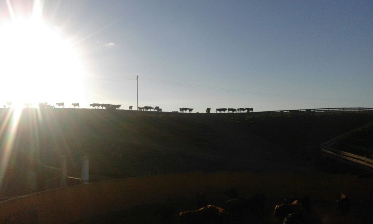 JM_TRANS_TOROS's tweet photo. Hoy con el 10 jaulas transportamos #Toros de #Zaragoza para #JoseMariaCabra para su #Finca https://t.co/XpO1uP3LGY