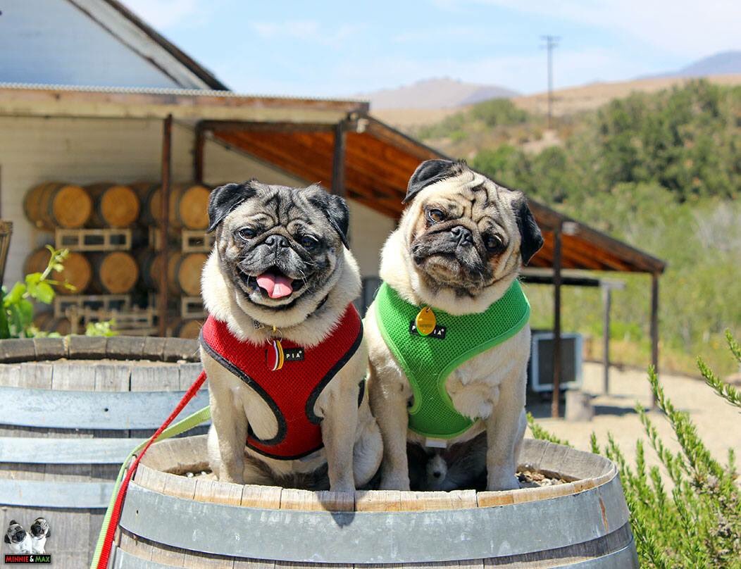 Minnie & Max the Pugs on Twitter: "We could totally be winery pugs