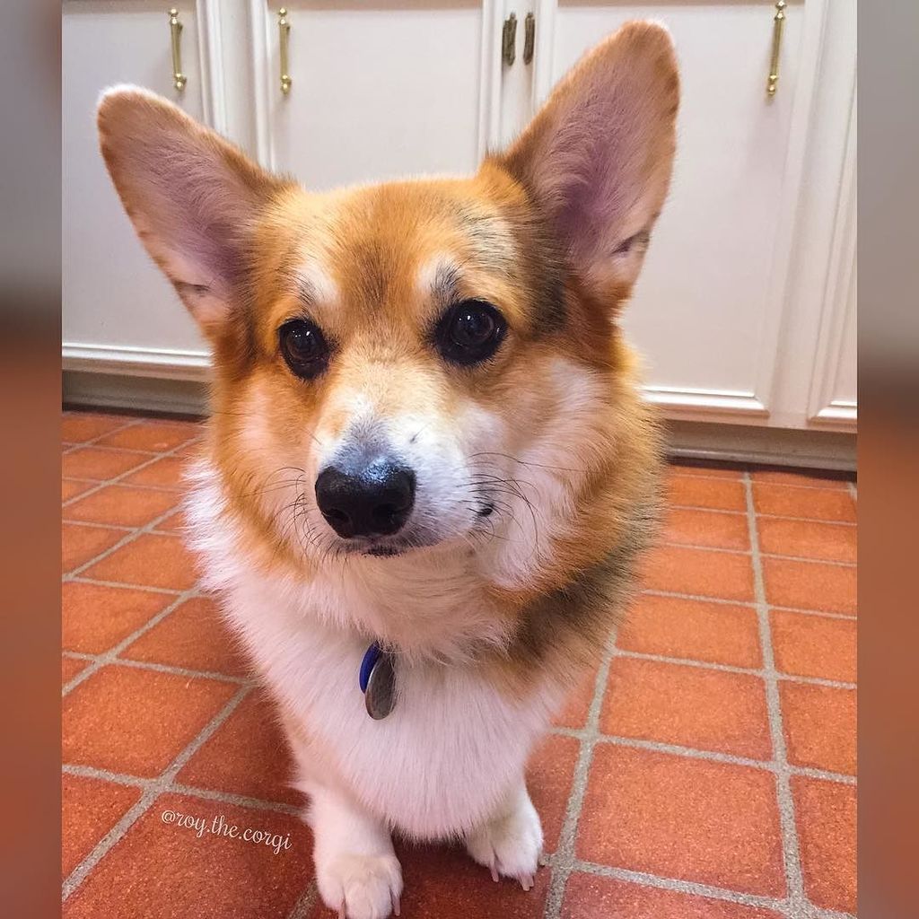 Roy_the_Corgi's tweet photo. I'm all ears, Mom. What are you doing next to entertain me? Belly rub? That works for me. 😊 https://t.co/F8ZWP72zqM https://t.co/4WYfOQPrQd