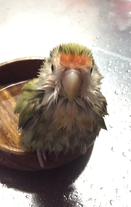 鳥の正面顔コンテストのtwitterイラスト検索結果 古い順 鳥の正面顔コンテストのtwitterイラスト検索結果 古い順