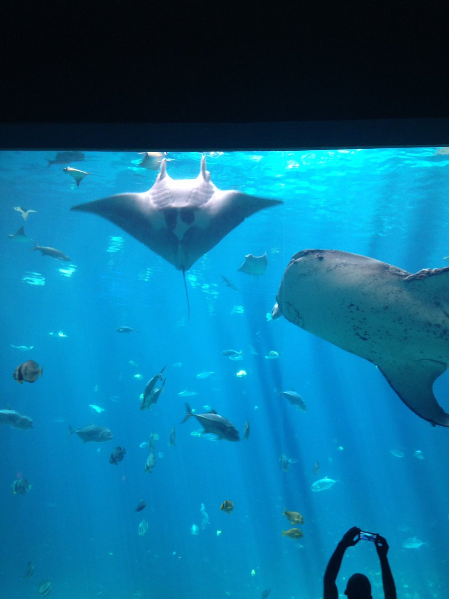 duck with a mission 💗💜💙 tweet media