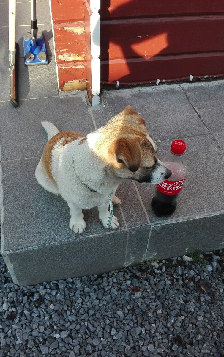 My little pup