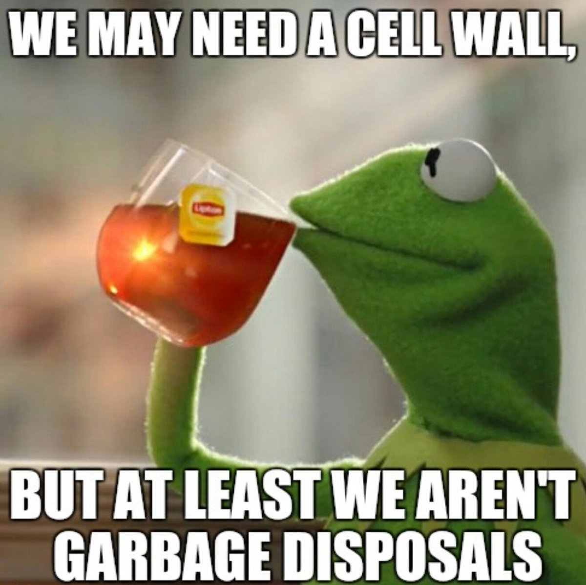 Mem05240390Cell's tweet photo. @LysosomesFvHS  @wcsFvHsdd  #organellewars https://t.co/Q62ceOmMFL
