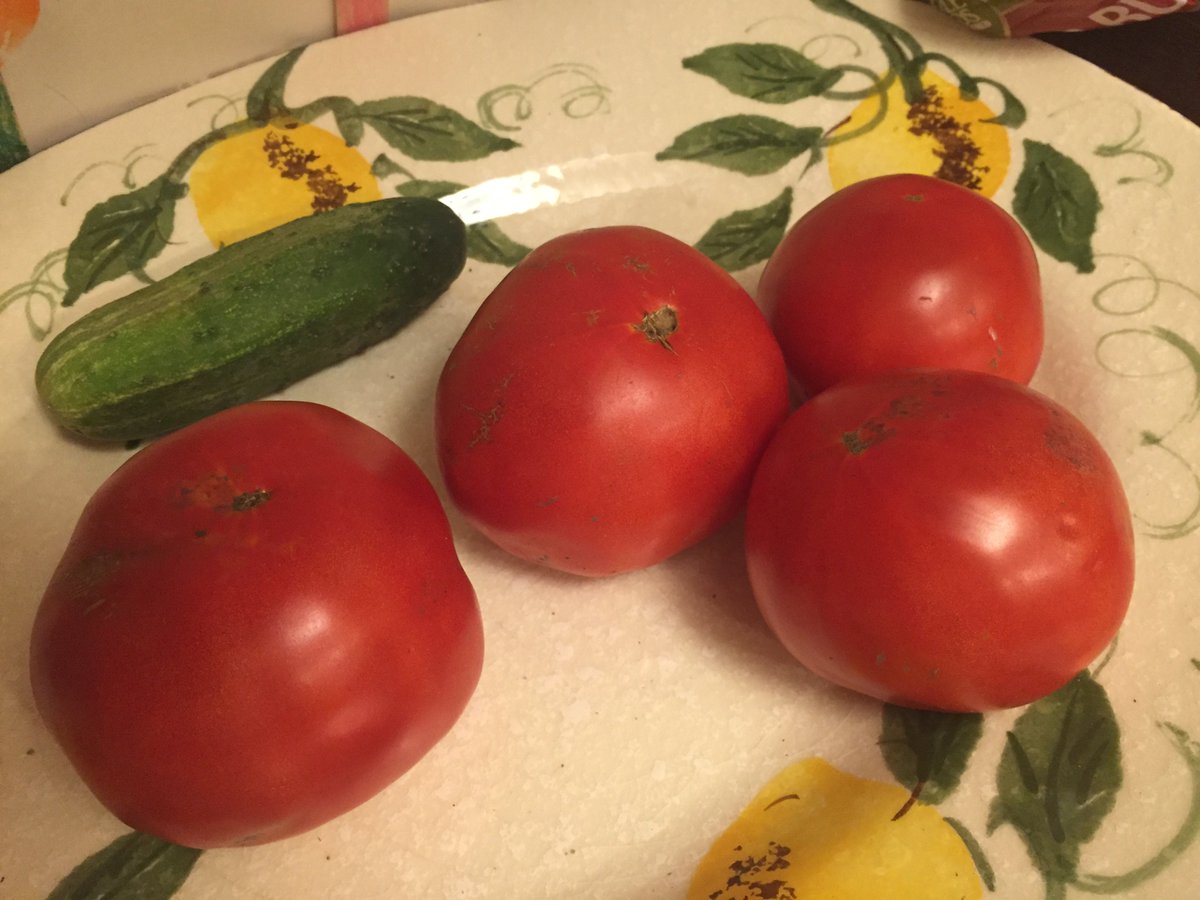 stringbot's tweet photo. @max_kuipers @gabrielgironda guys am I doing this right #corncheck https://t.co/9aM50p0JhF