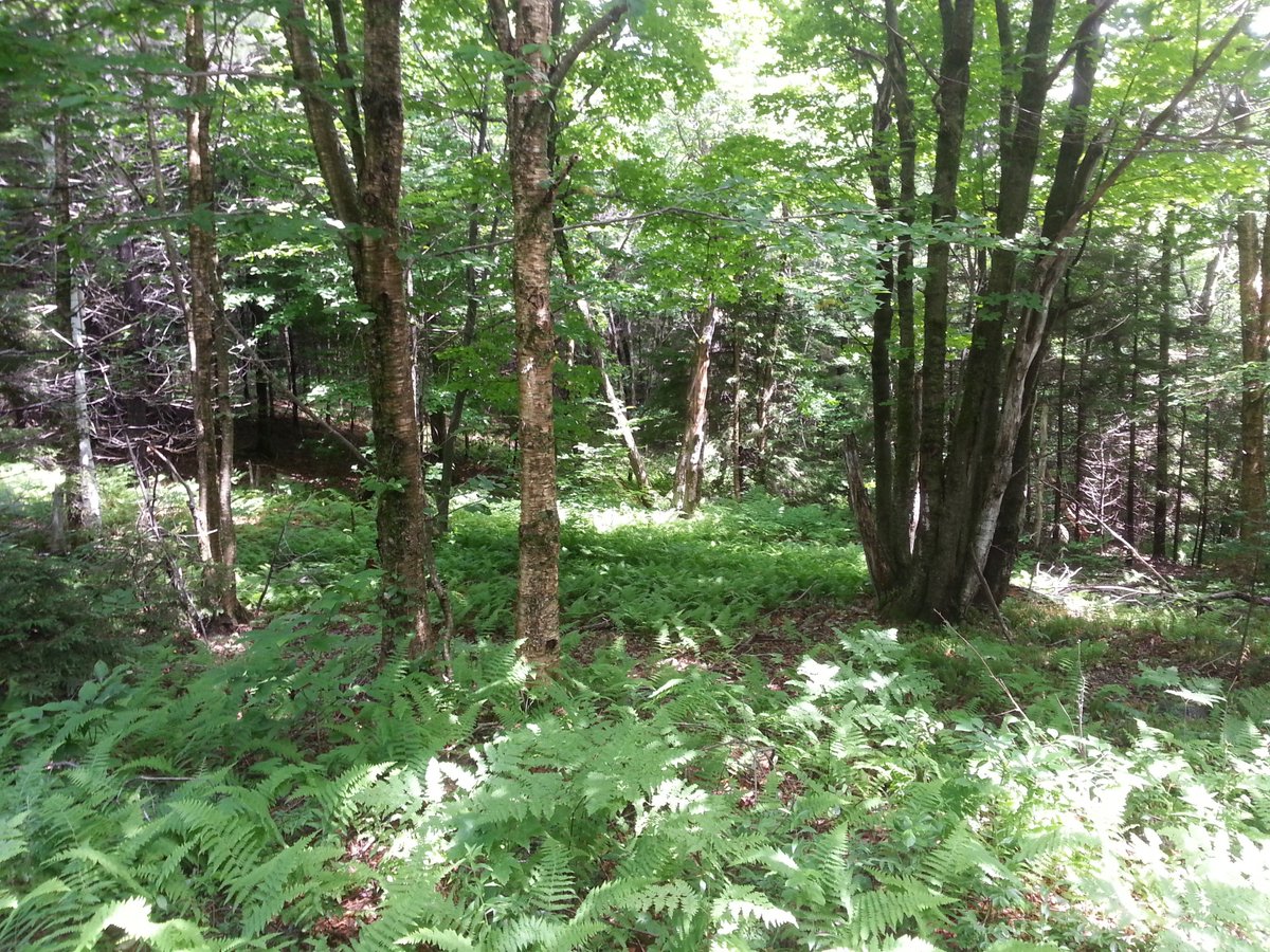 johnnyjohncon's tweet photo. climax community 42.840279, -72.048390 @drtryan #2016RangerBio https://t.co/57NFczXLOt