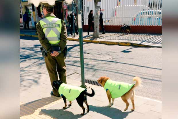 _mundomascotas_'s tweet image. De perros callejeros a policías mundomascotas.org/2016/08/30/de-… #perros #mascotas #mundomascotas