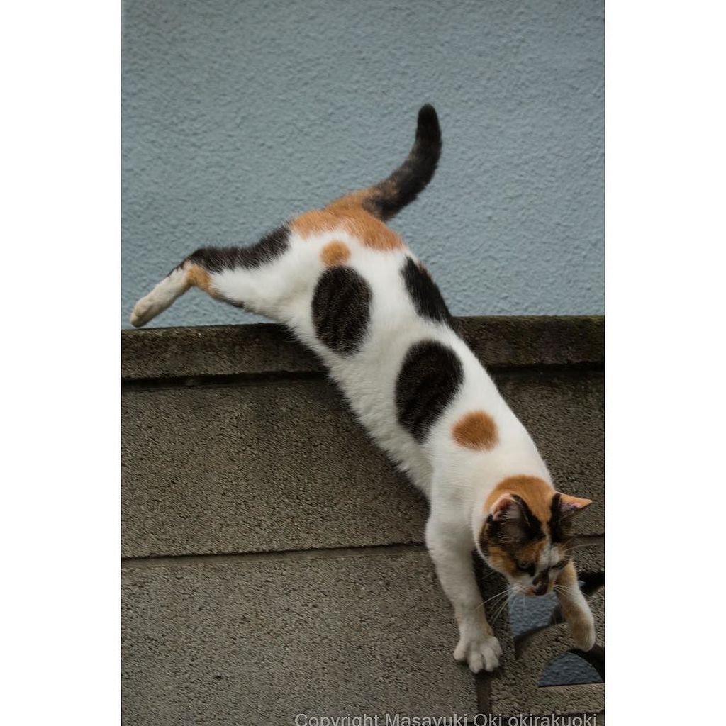 Jumping 水玉三毛ねこさん。 #cat #ねこ