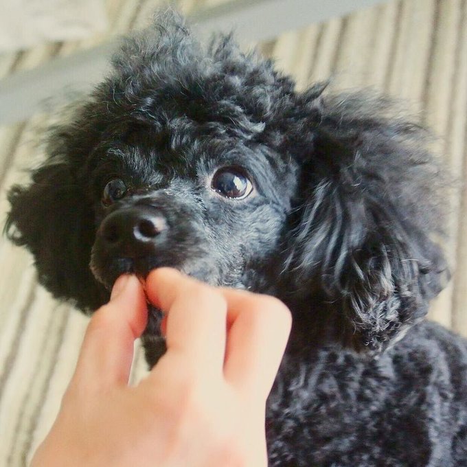 目キラキラのtwitterイラスト検索結果 古い順