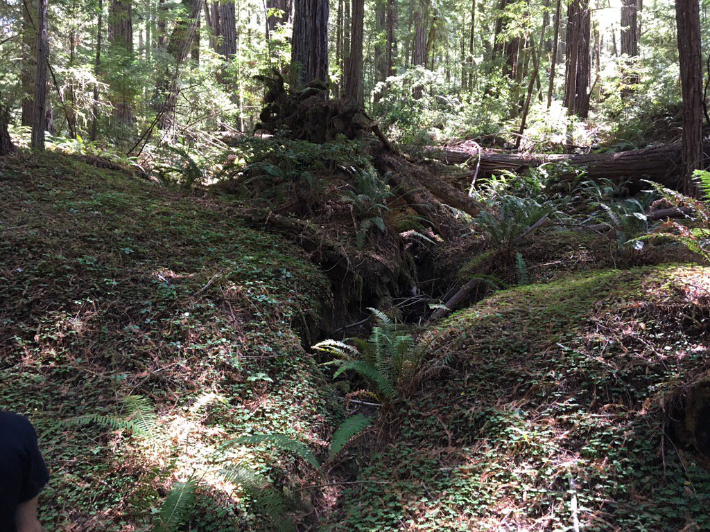 Redwood hangs #tombodette #dungeonshower