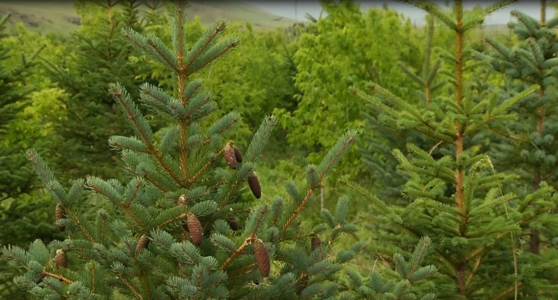 Төр нийгмийн зүтгэлтэн Ж.Гомбожав гуай 30-аад төрлийн сая гаруй мод тарьж бн.1хүн 10-н мод тарьхад л монгол эко бно.