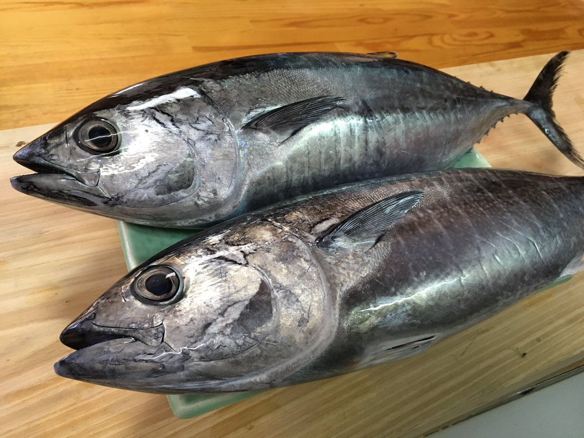 ট ইট র 浜島前 鮨ふみ 朝から風凄いですね 今日は浜島のキツネカツオ ヨコワ 本マグロの小さい魚 地タコ 赤イカなどなど入荷しました 夕方から3組ご予約いただいてます ご来店予定の方は一度 お電話いただけると助かります 本日も頑張るとし