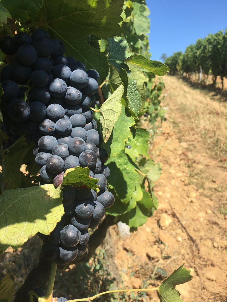 cavedetain's tweet photo. 1ers prélèvements de baies de raisin sur notre réseau maturité. La météo est exceptionnelle. Les raisins profitent ! https://t.co/X1SrMqLeX0