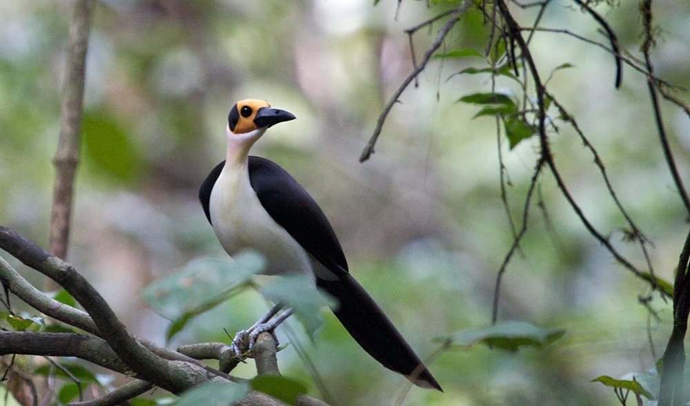 ausgeo's tweet image. New study sheds light on when and how songbirds left Australia and colonised the world: oak.ctx.ly/r/50ltr