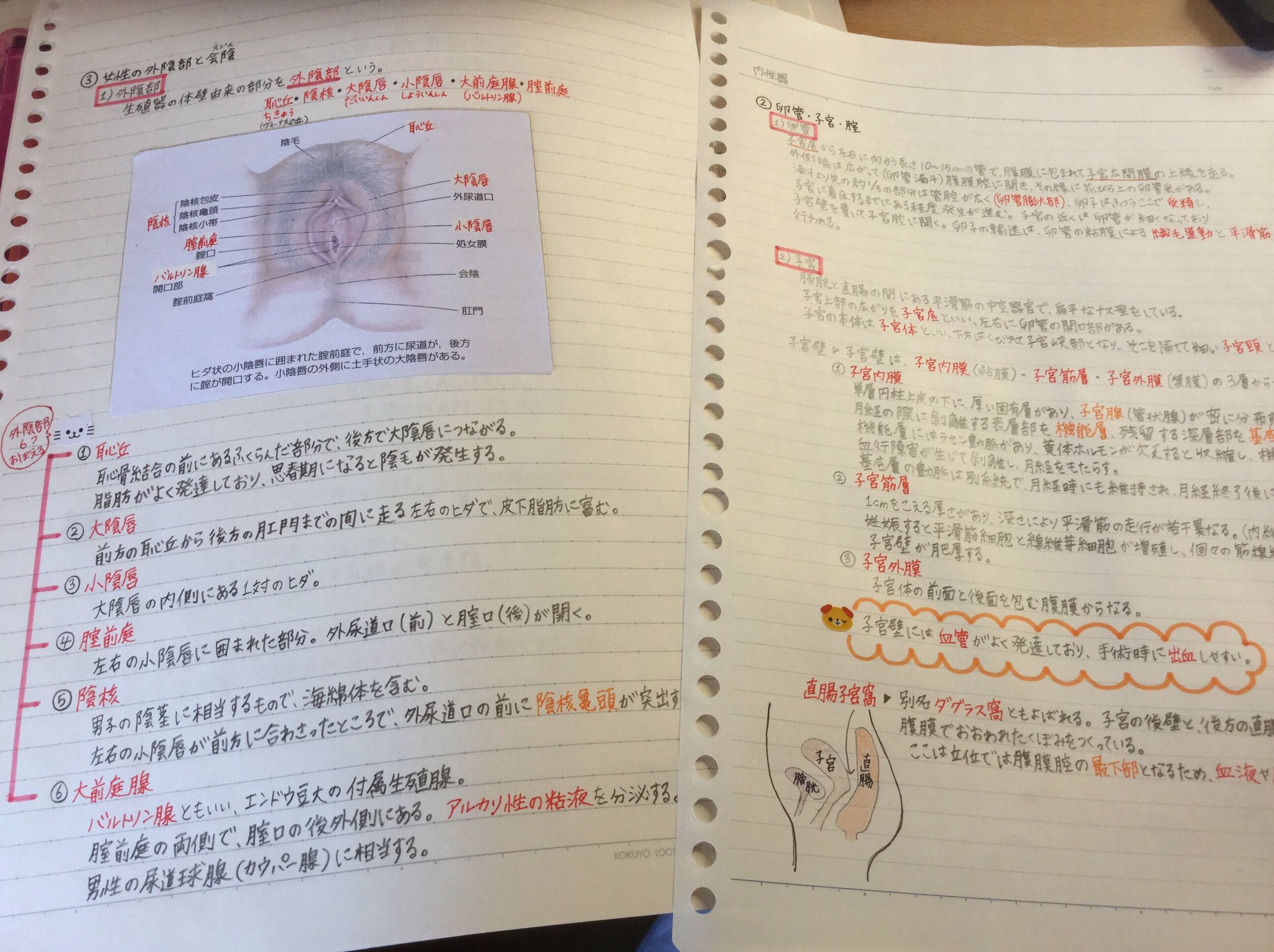 りんごちゃん 看護学生 Ringochannurse Twitter