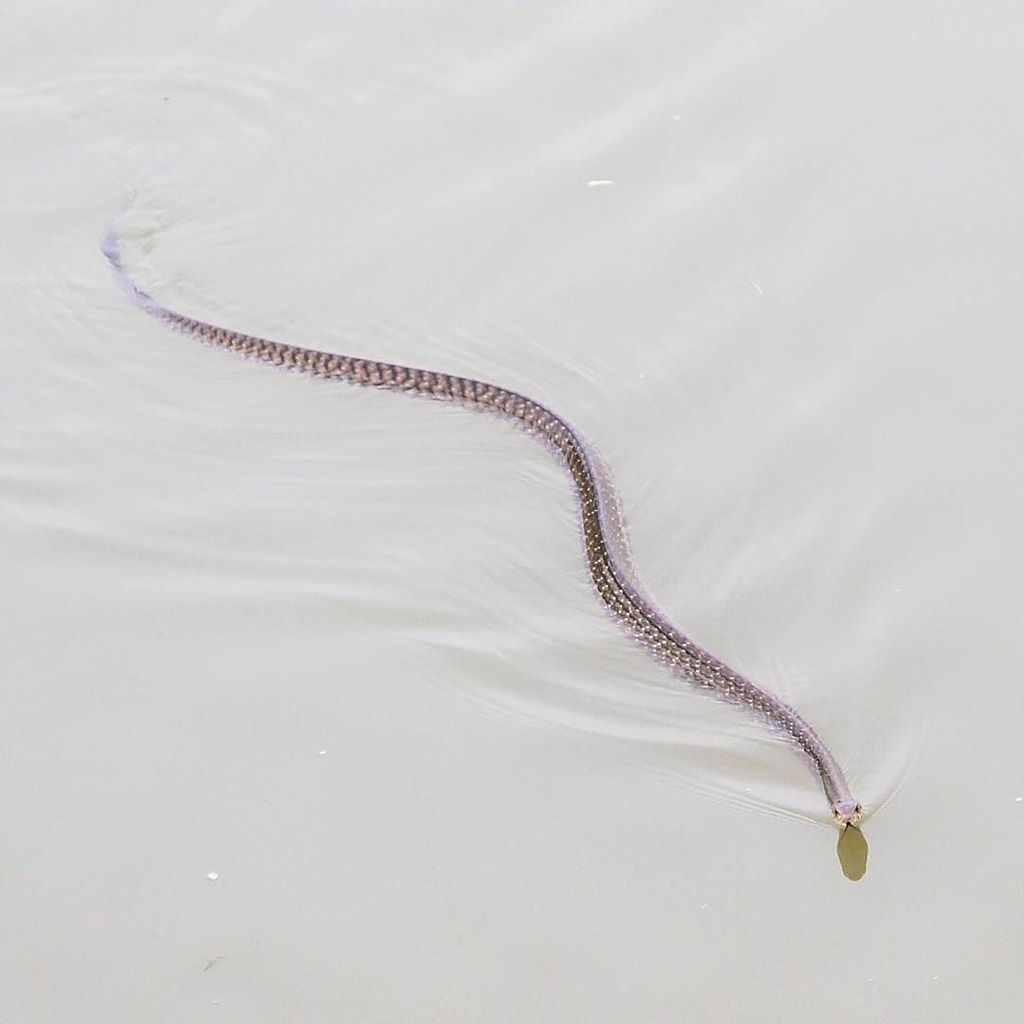 Souvikkoley's tweet photo. Russell's kukri
#love #snake #wild #nature #beautiful #monsoon #environment #commonindian… https://t.co/kr5tIP9lFp https://t.co/boBkLa5Vaq