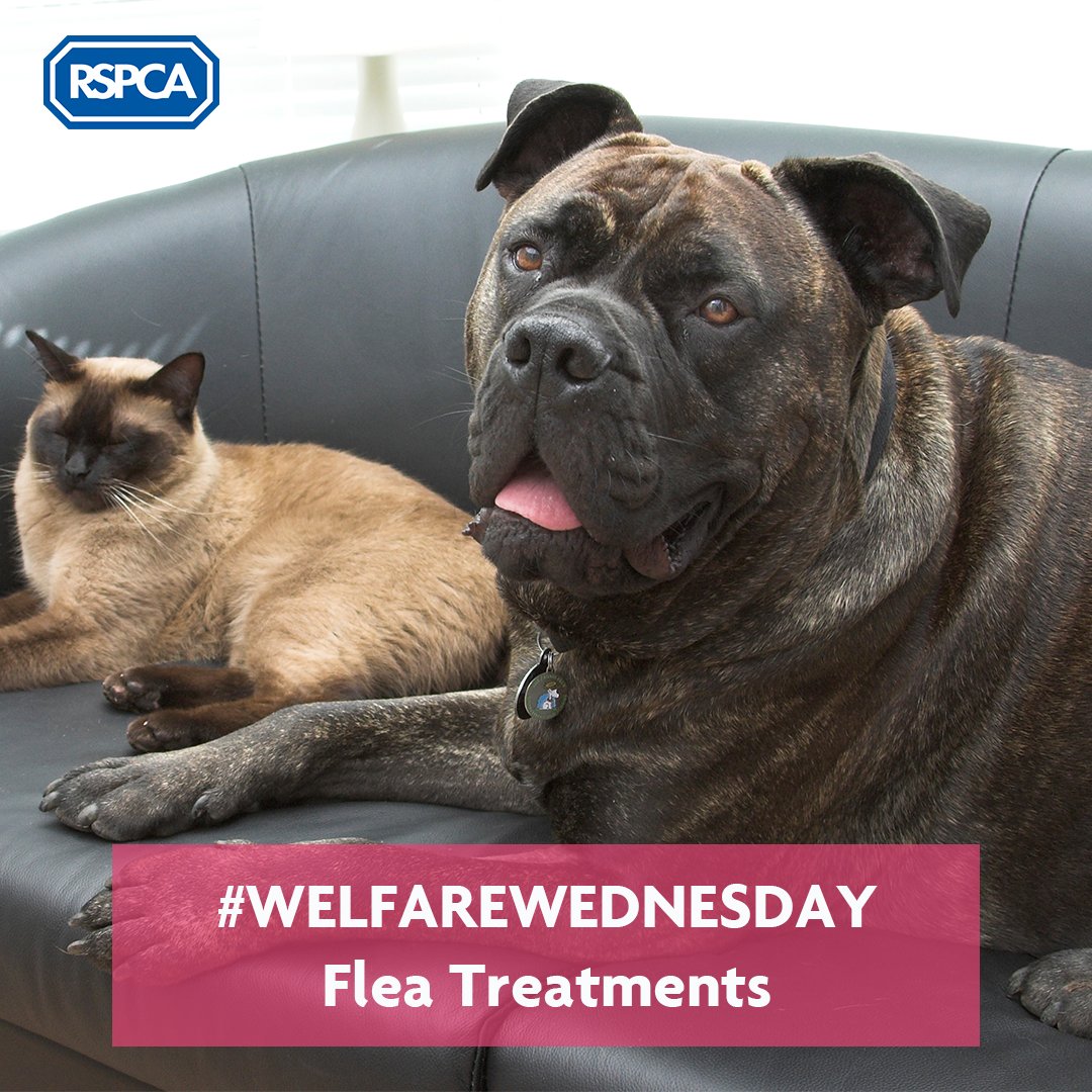 rspca flea treatment for dogs
