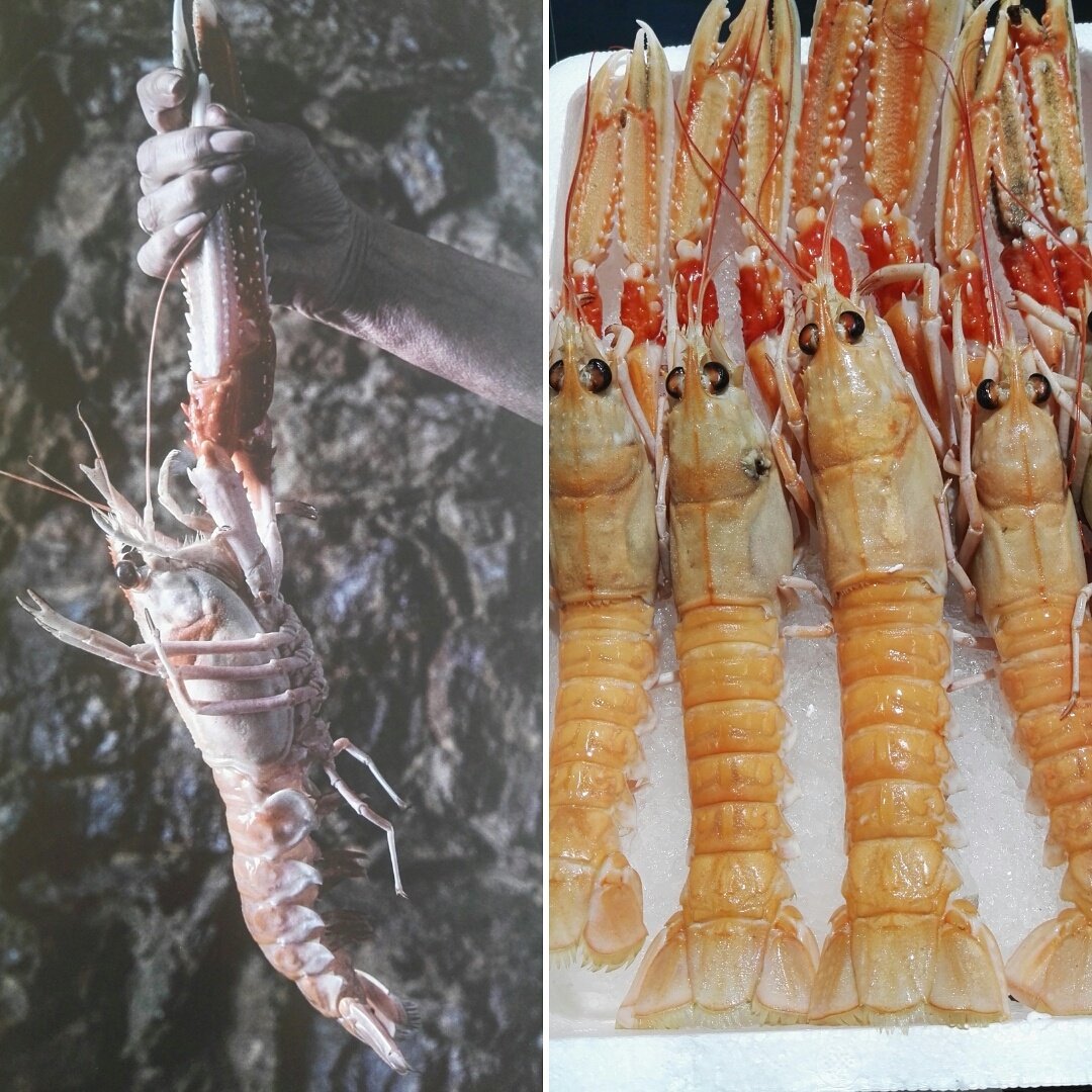 eatnspain's tweet photo. Langoustines arriving to port everyday for you to enjoy #fromseatotable #freshfish #goodfood #foodie #spaintravel https://t.co/BMV7KPzWX4