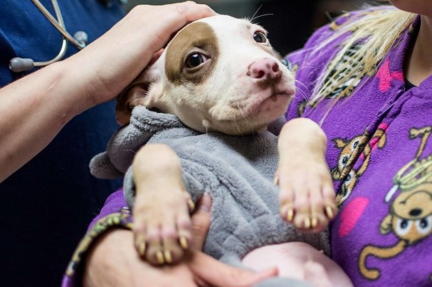 This Shelter Is Offering Doggy Sleepovers And It Is Too Cute: bzfd.it/2bOFboL via <a href="/laurenstrapa/">Lauren Strapagiel</a> #cute