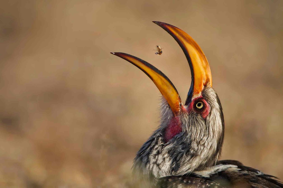 WildlifeDay's tweet photo. 2016 #Wildlife Photographer of the Year finalists announced https://t.co/IEPCMrWaq5 via @guardian https://t.co/ru4k2r4XoL
