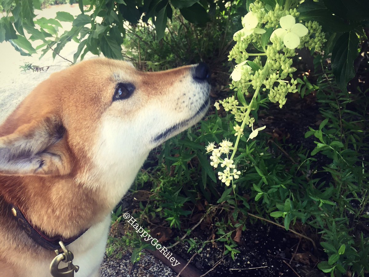Don't forget to stop and smell the flowers once in a while!! 🐾❤️🌸 - HappyGoRiley #doge #doggo #concretejungle
