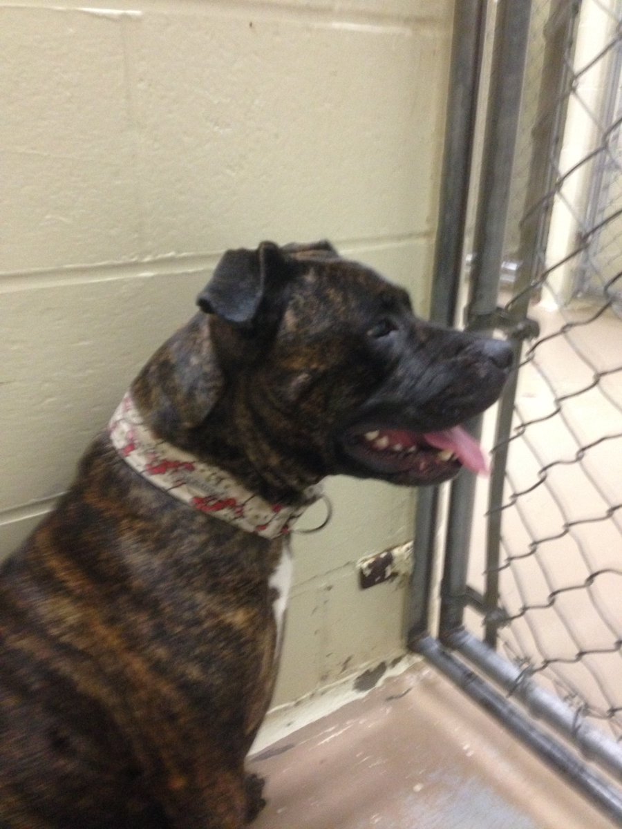 You too could get a big thank you lick if you were to walk the lovely Ava <a href="/NSSPCA/">Nova Scotia SPCA</a>