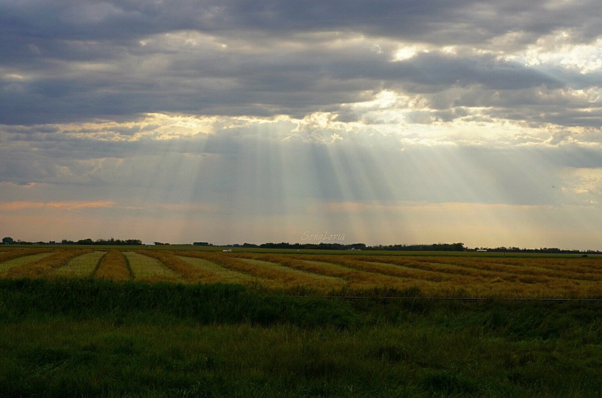SongDespins's tweet photo. "After the Storm"
August 31, 2016 at 0835
#ABStorm #Clouds #Swaths #Sunshine #Agriculture #SunRays #SturgeonCounty https://t.co/rPY5dDReSe