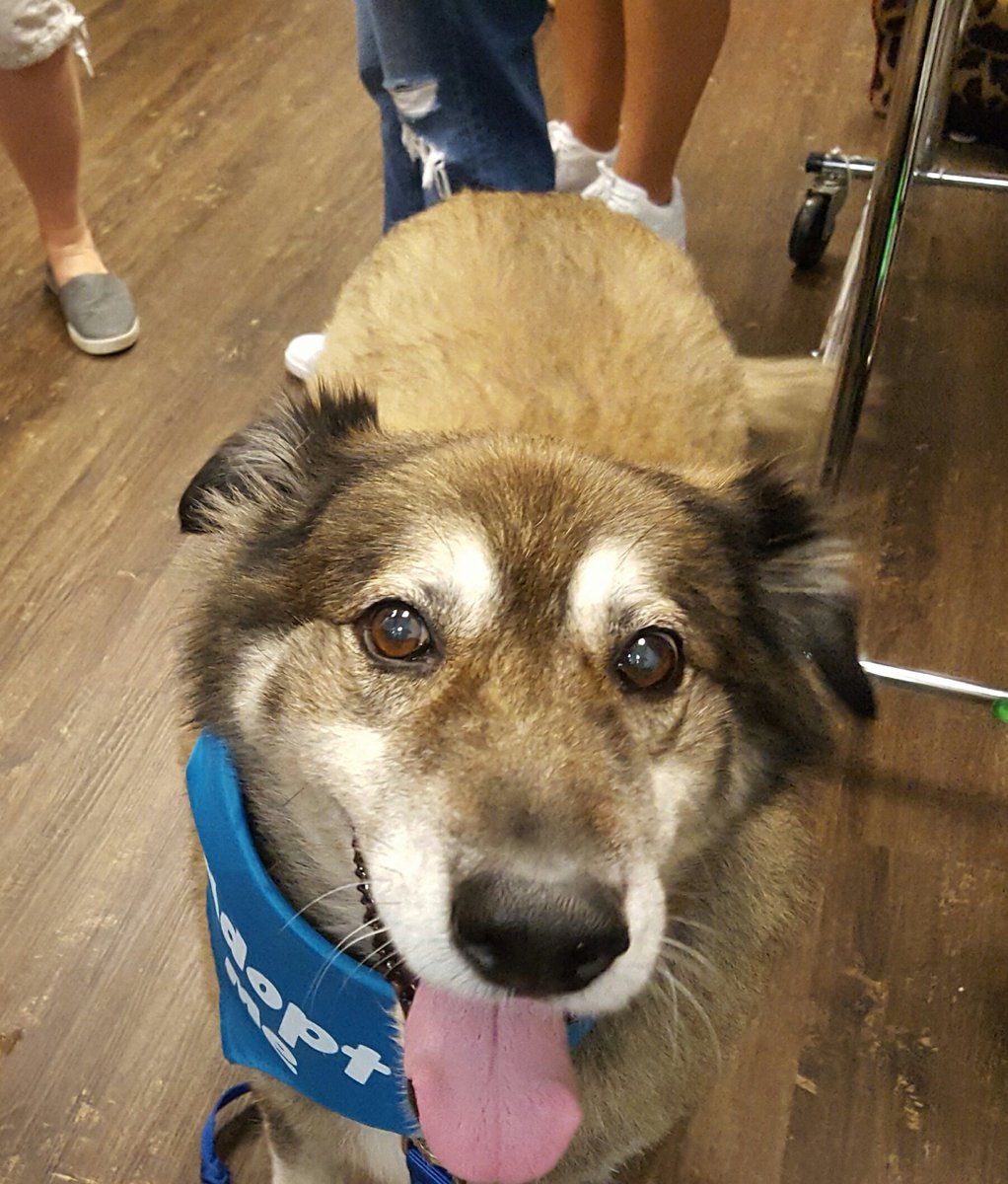 CleverHousewife's tweet photo. This is Abby, my furry friend for the day. Who wants to adopt her? @FosterDogsNYC #7 #SwifferFanatic https://t.co/tQwQbnbRmG