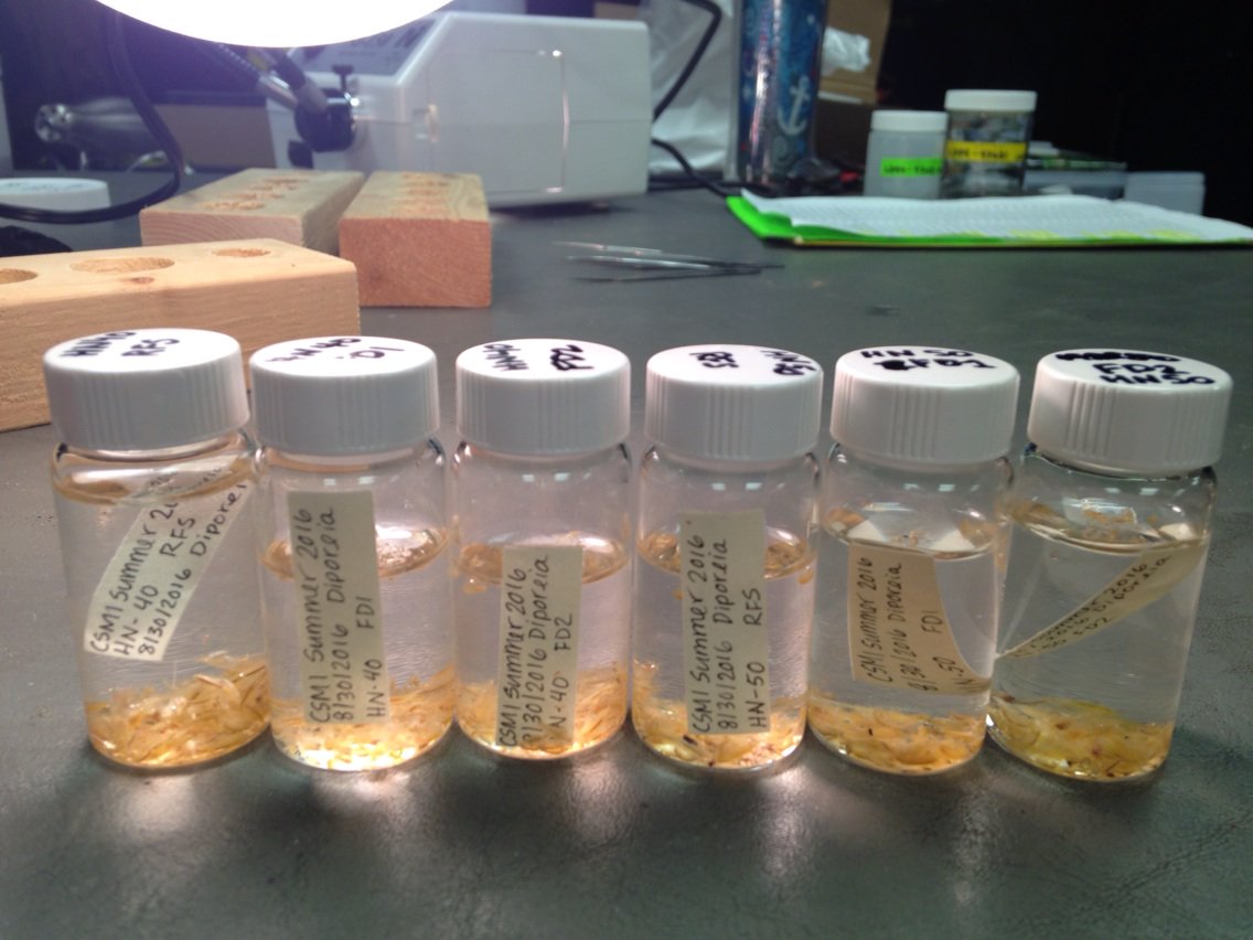 bhinchey's tweet photo. Our golden reward after hours of picking...vials of golden Diporeia. @LakeGuardian #CSMI2016 https://t.co/0EH9WrAo18