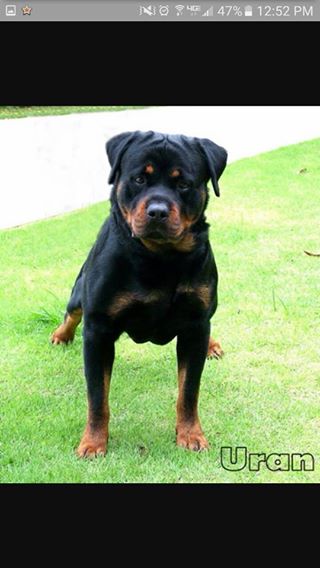 rottweiler puppies for sale in ohio craigslist