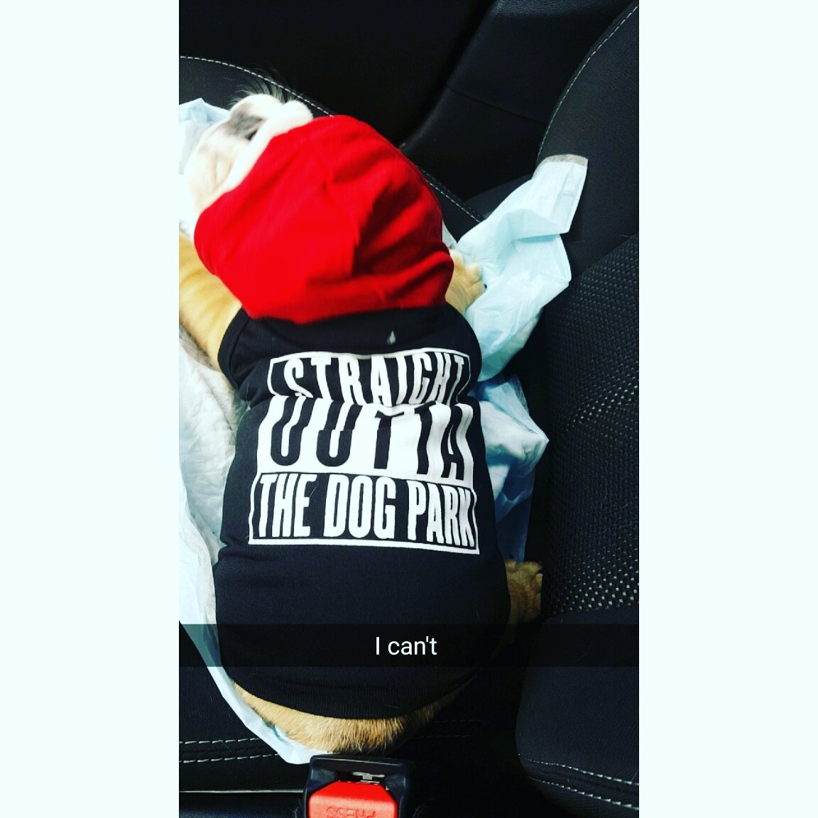 Guess who got their puppy tho 😍