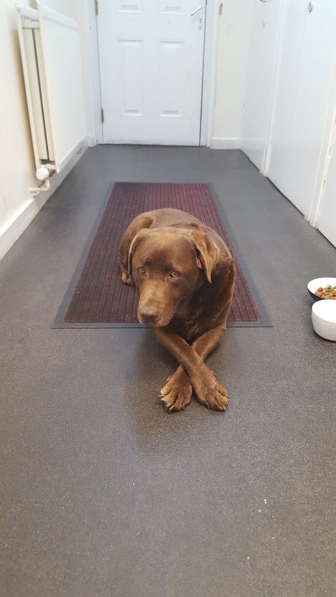 PSOSStirling's tweet image. This old chap is waiting patiently at Balfron Police Office to be picked up. If you know who he is, call us on 101.